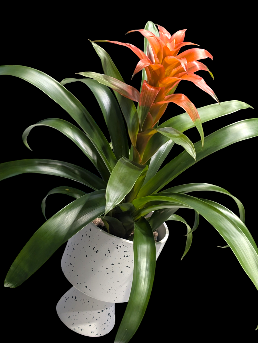 Tropical Bromeliad Plant